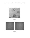 QUANTUM DOT-PROTEIN COMPLEXES, FILMS, AND METHODS OF USE diagram and image