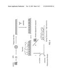 QUANTUM DOT-PROTEIN COMPLEXES, FILMS, AND METHODS OF USE diagram and image