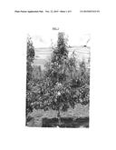 Pear tree named  PE3UNIBO  diagram and image