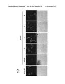 A CFTR CORRECTOR FOR THE TREATMENT OF GENETIC DISORDERS AFFECTING STRIATED     MUSCLE diagram and image