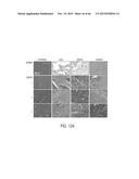 FUCOIDAN NANOGELS AND METHODS OF THEIR USE AND MANUFACTURE diagram and image