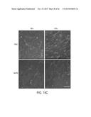 FUCOIDAN NANOGELS AND METHODS OF THEIR USE AND MANUFACTURE diagram and image