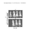 FUCOIDAN NANOGELS AND METHODS OF THEIR USE AND MANUFACTURE diagram and image