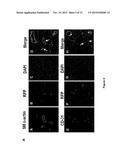 METHODS AND COMPOSITIONS USING FGF-9 TO ENHANCE NEOVASCULARIZATION AND     REGENERATION diagram and image