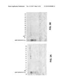 METHODS OF GENERATING AND USING PROCOLLAGEN diagram and image