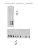 METHODS OF GENERATING AND USING PROCOLLAGEN diagram and image