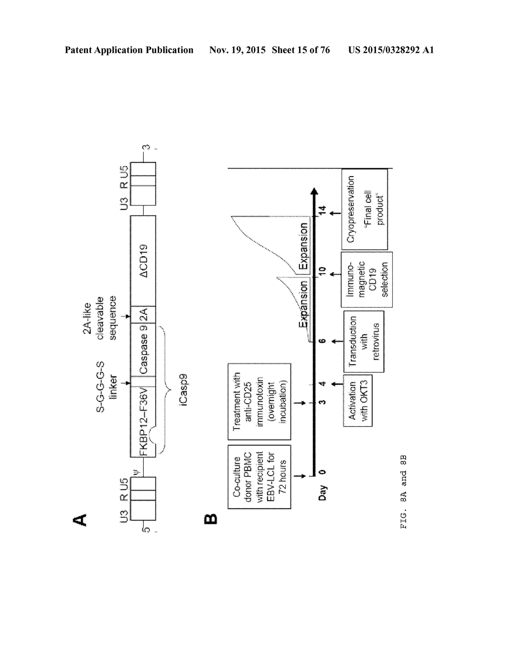 CASPASE POLYPEPTIDES HAVING MODIFIED ACTIVITY AND USES THEREOF - diagram, schematic, and image 16