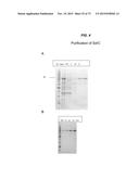 IMMUNOGENIC COMPOSITION FOR USE IN VACCINATION AGAINST STAPHYLOCOCCEI diagram and image