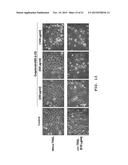 DELPHINIDIN FOR COMBATING MELANOMA CELLS diagram and image