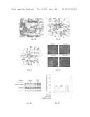 Cdc42 INHIBITOR AND USES THEREOF diagram and image