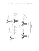 RAPID AND EFFICIENT BIOORTHOGONAL LIGATION REACTION AND BORON-CONTAINING     HETEROCYCLES USEFUL IN CONJUNCTION THEREWITH diagram and image