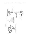 RSV F PREFUSION TRIMERS diagram and image