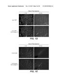 LOW AFFINITY BLOOD BRAIN BARRIER RECEPTOR ANTIBODIES AND USES THEREFOR diagram and image