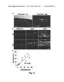 NOVEL DIAGNOSTIC AND THERAPEUTIC TARGET IN INFLAMMATORY AND/OR     CARDIOVASCULAR DISEASES diagram and image