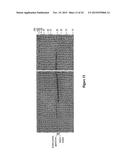 Recombinant Elastase Proteins and Methods of Manufacturing and Use Thereof diagram and image