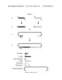 COMPOSITIONS AND METHODS FOR CREATING ALTERED AND IMPROVED CELLS AND     ORGANISMS diagram and image