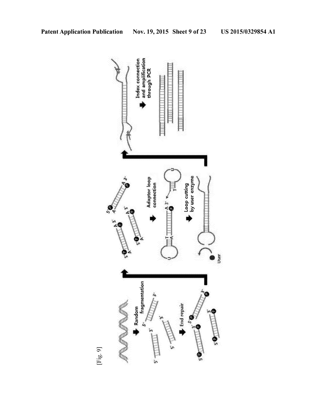 METHOD OF SYNTHESIS OF GENE LIBRARY USING CODON RANDOMIZATION AND     MUTAGENESIS - diagram, schematic, and image 10