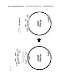 METHOD OF SYNTHESIS OF GENE LIBRARY USING CODON RANDOMIZATION AND     MUTAGENESIS diagram and image