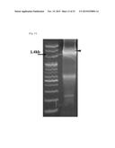 METHOD OF SYNTHESIS OF GENE LIBRARY USING CODON RANDOMIZATION AND     MUTAGENESIS diagram and image