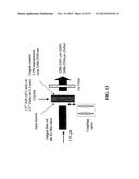 MID-IR MICROCHIP LASER: ZNS:CR2+ LASER WITH SATURABLE ABSORBER MATERIAL diagram and image