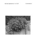 Begonia plant named  KLEBG13465  diagram and image