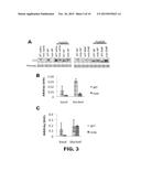 METHODS FOR IMPROVING MUSCLE STRENGTH diagram and image