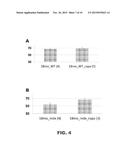 METHODS FOR IMPROVING MUSCLE STRENGTH diagram and image