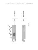 INFLUENZA VIRUS VACCINES AND USES THEREOF diagram and image