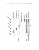 INFLUENZA VIRUS VACCINES AND USES THEREOF diagram and image