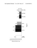 ESTERS OF GLYCYRRHETINIC ACID, PREPARATION AND COSMETIC APPLICATIONS     THEREOF diagram and image