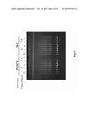 SEQUENCE OF NUCLEOTIDES AND PEPTIDES GSE 24.2 OF DYSKERIN, WHICH CAN     INDUCE TELOMERASE ACTIVITY, METHOD FOR OBTAINING SAME, THERAPEUTIC     COMPOSITIONS AND APPLICATIONS THEREOF diagram and image