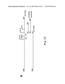 SEQUENCE OF NUCLEOTIDES AND PEPTIDES GSE 24.2 OF DYSKERIN, WHICH CAN     INDUCE TELOMERASE ACTIVITY, METHOD FOR OBTAINING SAME, THERAPEUTIC     COMPOSITIONS AND APPLICATIONS THEREOF diagram and image