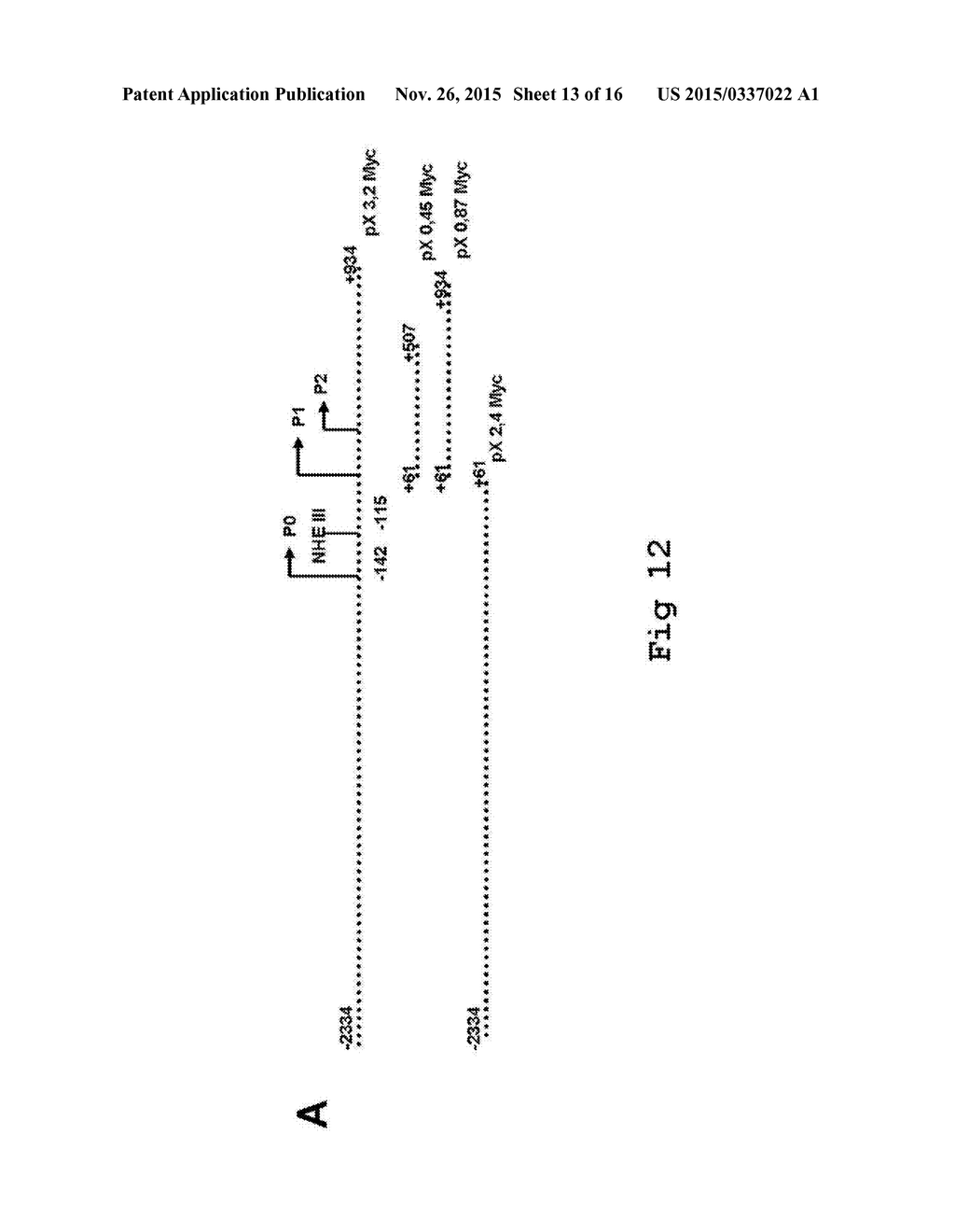 SEQUENCE OF NUCLEOTIDES AND PEPTIDES GSE 24.2 OF DYSKERIN, WHICH CAN     INDUCE TELOMERASE ACTIVITY, METHOD FOR OBTAINING SAME, THERAPEUTIC     COMPOSITIONS AND APPLICATIONS THEREOF - diagram, schematic, and image 14