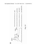 SEQUENCE OF NUCLEOTIDES AND PEPTIDES GSE 24.2 OF DYSKERIN, WHICH CAN     INDUCE TELOMERASE ACTIVITY, METHOD FOR OBTAINING SAME, THERAPEUTIC     COMPOSITIONS AND APPLICATIONS THEREOF diagram and image