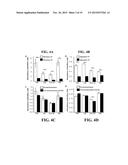 EXTRACELLULAR MATRIX DERIVED FROM STEM CELLS AND METHODS FOR PRODUCTION diagram and image