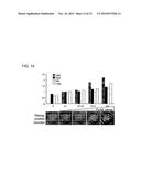 METHOD FOR PRODUCING INDUCED PLURIPOTENT STEM CELLS, CARDIOMYOCYTES OR     PRECURSOR CELLS THEREOF diagram and image