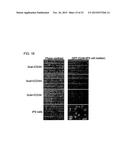 METHOD FOR PRODUCING INDUCED PLURIPOTENT STEM CELLS, CARDIOMYOCYTES OR     PRECURSOR CELLS THEREOF diagram and image