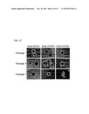 METHOD FOR PRODUCING INDUCED PLURIPOTENT STEM CELLS, CARDIOMYOCYTES OR     PRECURSOR CELLS THEREOF diagram and image