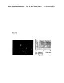 METHOD FOR PRODUCING INDUCED PLURIPOTENT STEM CELLS, CARDIOMYOCYTES OR     PRECURSOR CELLS THEREOF diagram and image