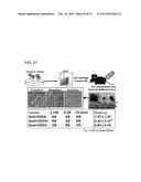 METHOD FOR PRODUCING INDUCED PLURIPOTENT STEM CELLS, CARDIOMYOCYTES OR     PRECURSOR CELLS THEREOF diagram and image