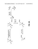 CATHEPSIN L INHIBITORS AND PROBES COMPRISING VINYL SULFONATE MOIETY AND     METHODS OF USING SAME diagram and image