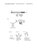 METHOD OF PRODUCING SECRETABLE ANTIBODIES BY EXPRESSION IN SACCHAROMYCES     CEREVISIAE diagram and image