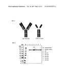 METHOD OF PRODUCING SECRETABLE ANTIBODIES BY EXPRESSION IN SACCHAROMYCES     CEREVISIAE diagram and image