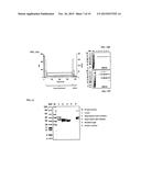 METHOD OF PRODUCING SECRETABLE ANTIBODIES BY EXPRESSION IN SACCHAROMYCES     CEREVISIAE diagram and image