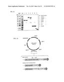 METHOD OF PRODUCING SECRETABLE ANTIBODIES BY EXPRESSION IN SACCHAROMYCES     CEREVISIAE diagram and image