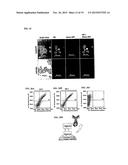 METHOD OF PRODUCING SECRETABLE ANTIBODIES BY EXPRESSION IN SACCHAROMYCES     CEREVISIAE diagram and image