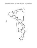 METHOD FOR SCREENING FOR HIGH L-TRYPTOPHAN PRODUCING MICROORGANISMS USING     RIBOSWITCH diagram and image