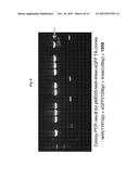 METHOD FOR SCREENING FOR HIGH L-TRYPTOPHAN PRODUCING MICROORGANISMS USING     RIBOSWITCH diagram and image