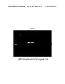 METHOD FOR SCREENING FOR HIGH L-TRYPTOPHAN PRODUCING MICROORGANISMS USING     RIBOSWITCH diagram and image