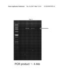 METHOD FOR SCREENING FOR HIGH L-TRYPTOPHAN PRODUCING MICROORGANISMS USING     RIBOSWITCH diagram and image